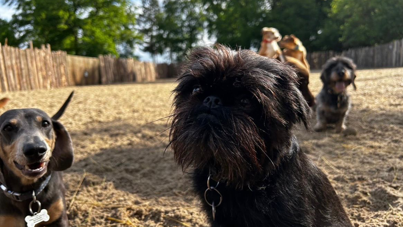 Happy-dogs-at-park