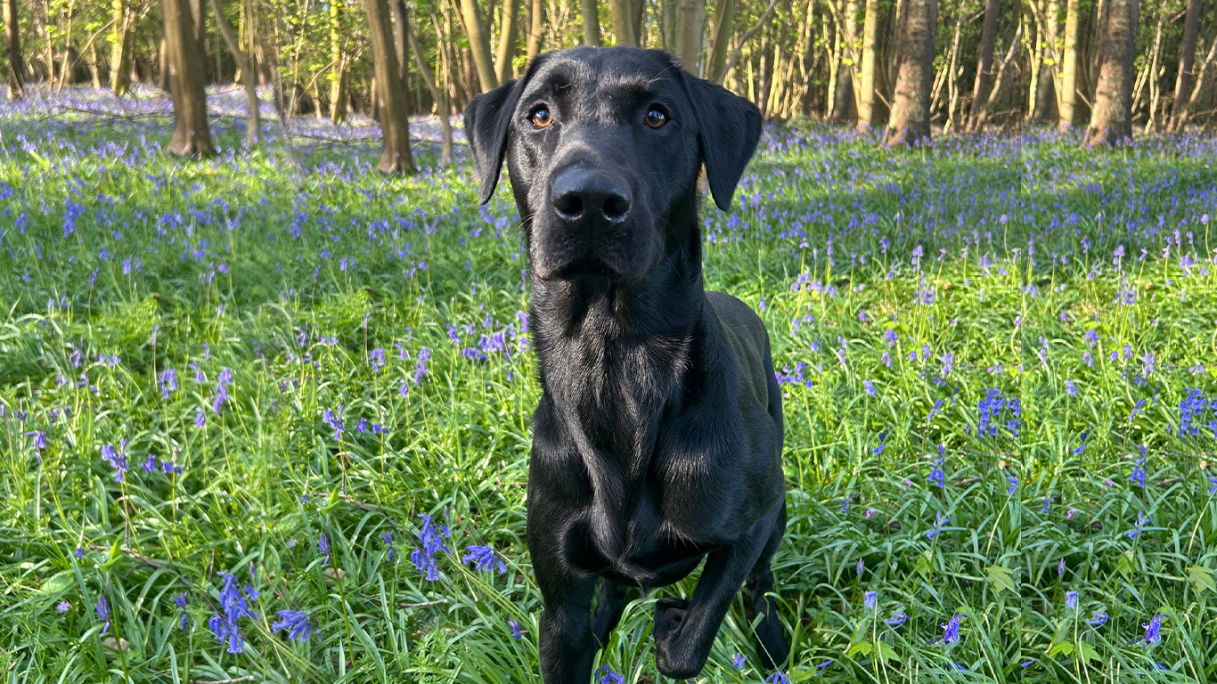 Black-labrador-at-park