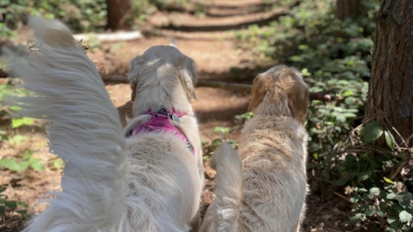 white-dogs-in-park