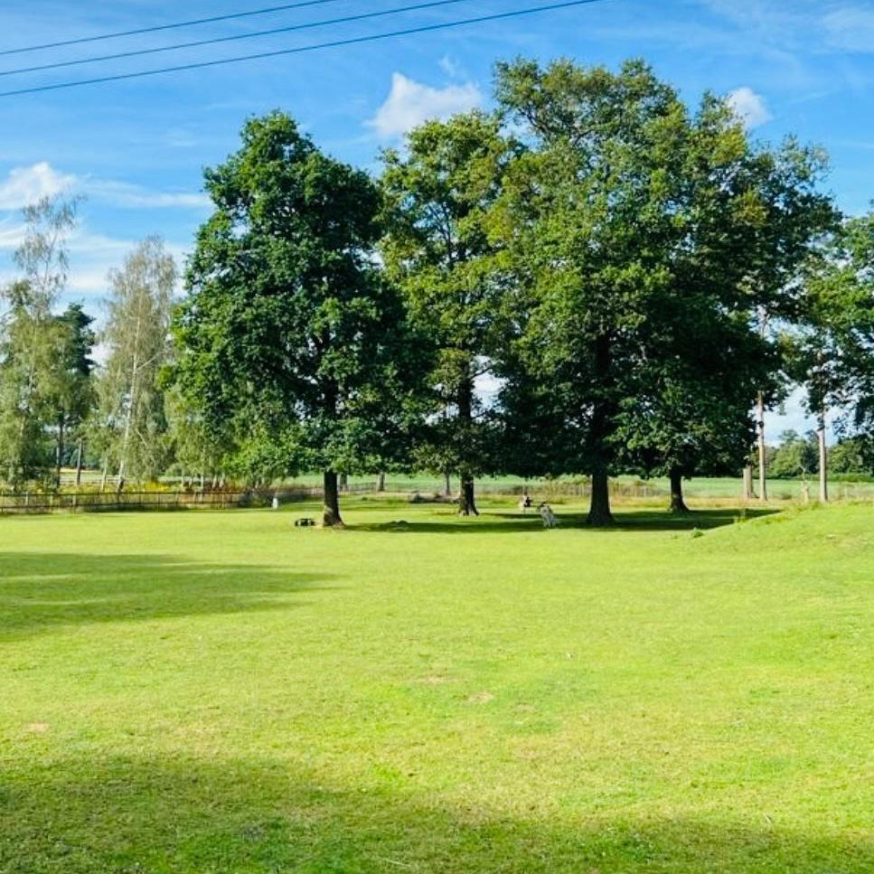 Sunny-park-with-trees
