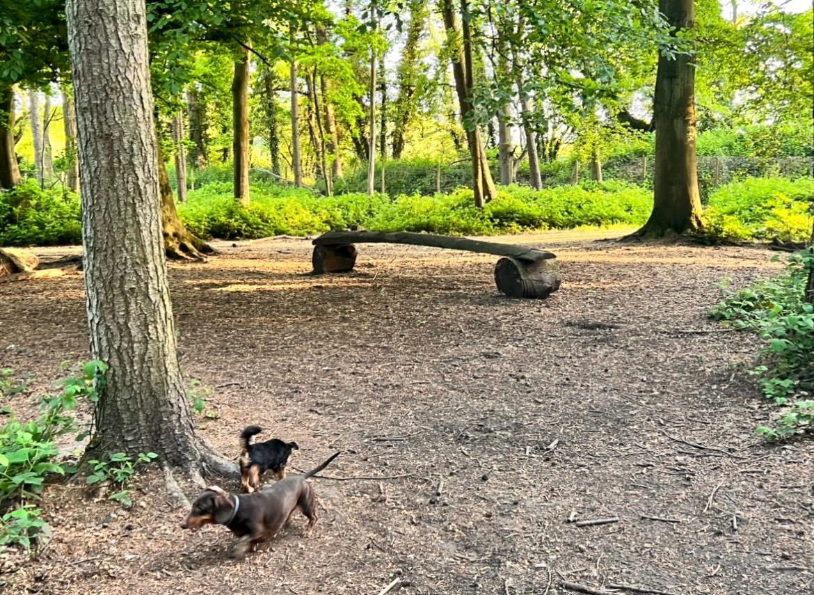 Small-dogs-at-park