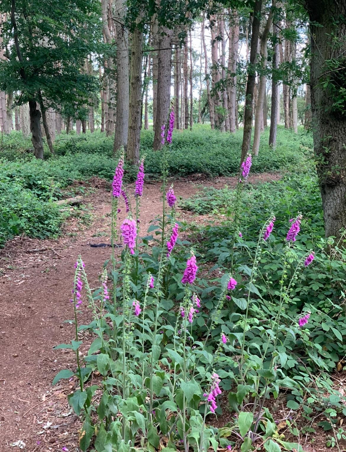 flowers-in-park